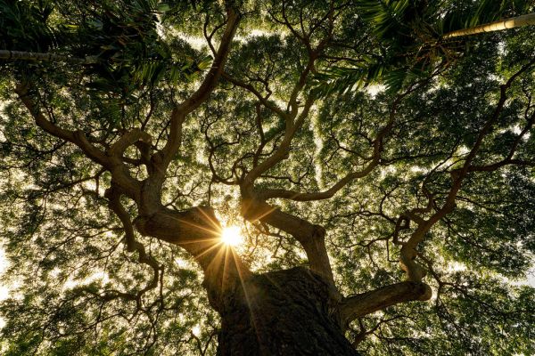 PHOTOWALL / Tree Canopy (e318330)