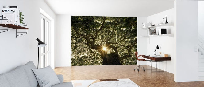 PHOTOWALL / Tree Canopy (e318330)