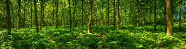 PHOTOWALL / Fern Frond Forest (e318334)
