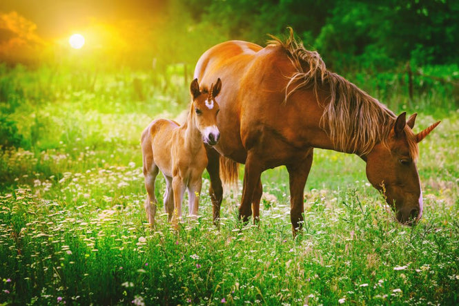 PHOTOWALL / Mare and Foal Unicorn (e318335)