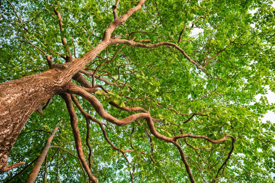 PHOTOWALL / Nature Forest Tree (e318336)