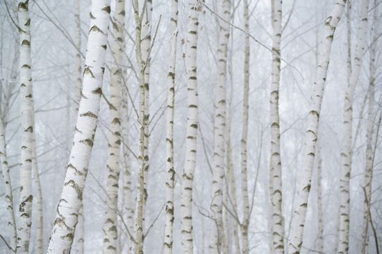 PHOTOWALL / Birch Tree Forest (e318343)