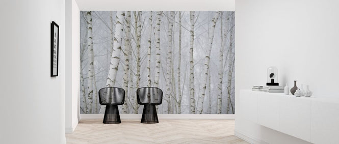 PHOTOWALL / Birch Tree Forest (e318343)