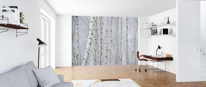 PHOTOWALL / Birch Tree Forest (e318343)