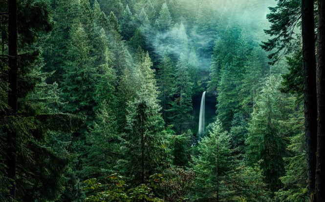 PHOTOWALL / Silver Falls State Park (e318344)