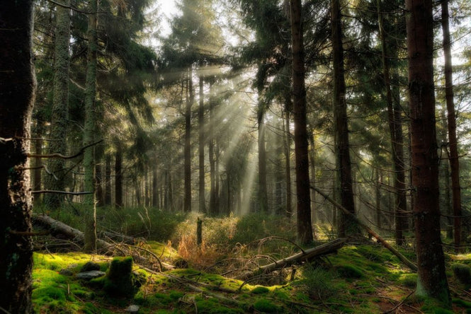 PHOTOWALL / Sunbeam in the Forest (e318345)