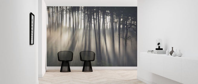PHOTOWALL / Morning Ray in Pine Forest (e318346)