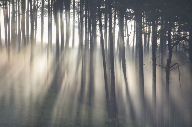 PHOTOWALL / Morning Ray in Pine Forest (e318346)