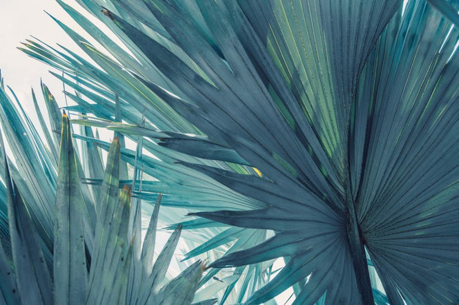 PHOTOWALL / Palm Leaf (e318350)