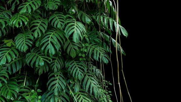 PHOTOWALL / Monstera Tropical Plant (e318353)