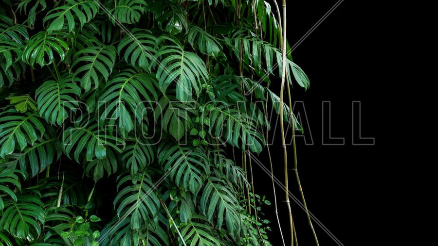 PHOTOWALL / Monstera Tropical Plant (e318353)