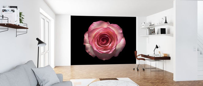 PHOTOWALL / Rose Flower (e318374)