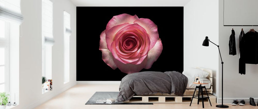 PHOTOWALL / Rose Flower (e318374)