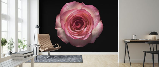 PHOTOWALL / Rose Flower (e318374)