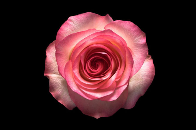 PHOTOWALL / Rose Flower (e318374)