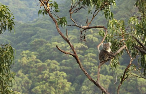 PHOTOWALL / Koala Tree (e318379)