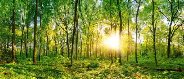 PHOTOWALL / Forest Sunrise (e318383)