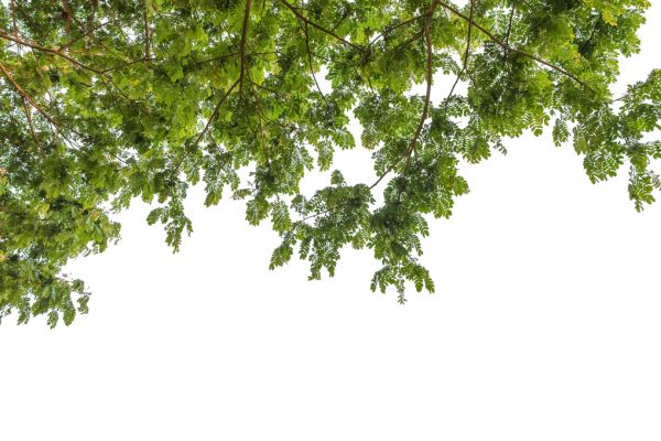 PHOTOWALL / Trees and Sky (e318393)