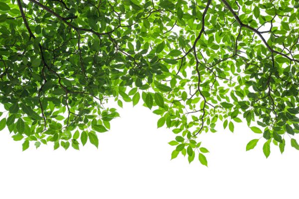PHOTOWALL / Tree Branches and Leaves (e318402)