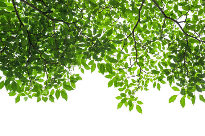 PHOTOWALL / Tree Branches and Leaves (e318402)
