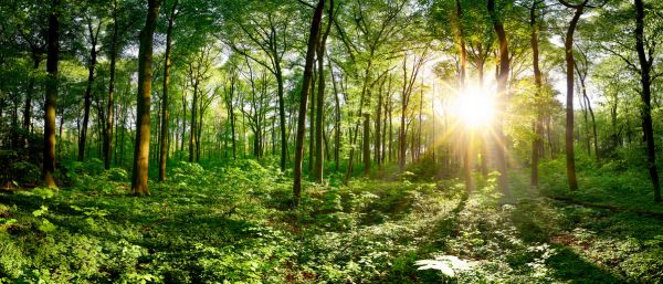 PHOTOWALL / Idyllic Forest at Sunrise (e318404)