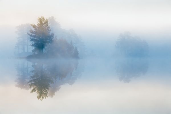 PHOTOWALL / Tree in Mist (e318406)