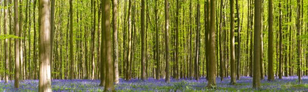 PHOTOWALL / Bluebell Forest (e318497)