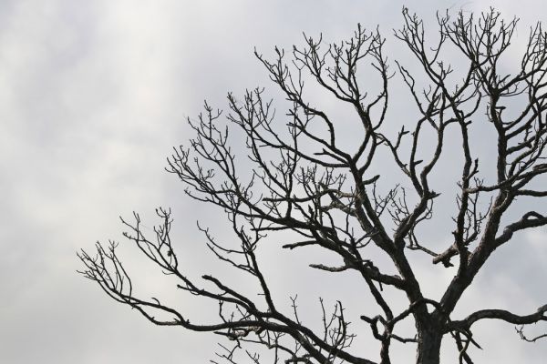 PHOTOWALL / Bare Tree (e318502)