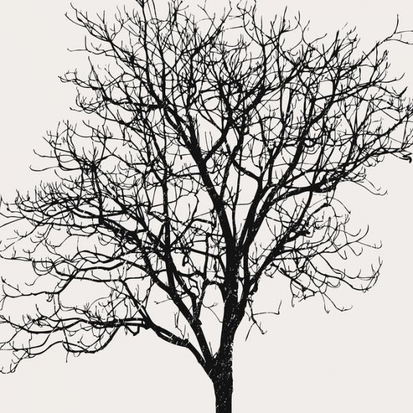 PHOTOWALL / Black Birch (e320678)