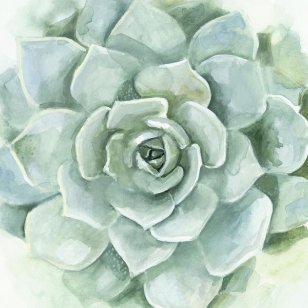 PHOTOWALL / Verdant Succulent (e320593)
