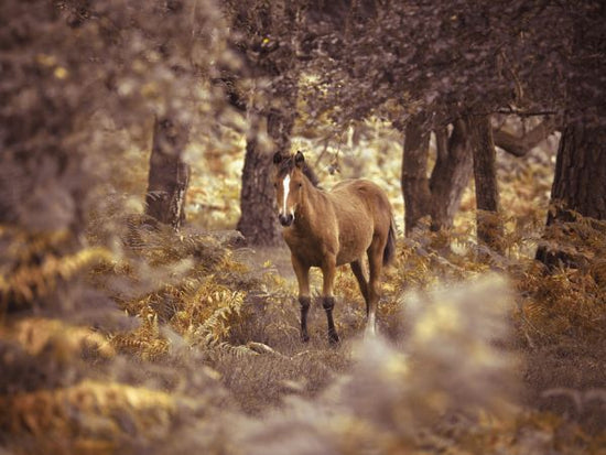 PHOTOWALL / Wild Horse (e320973)