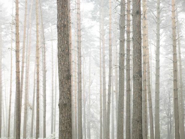 PHOTOWALL / Windsor Forest (e320974)