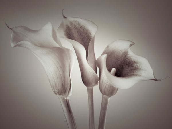 PHOTOWALL / Calla Lily (e320975)