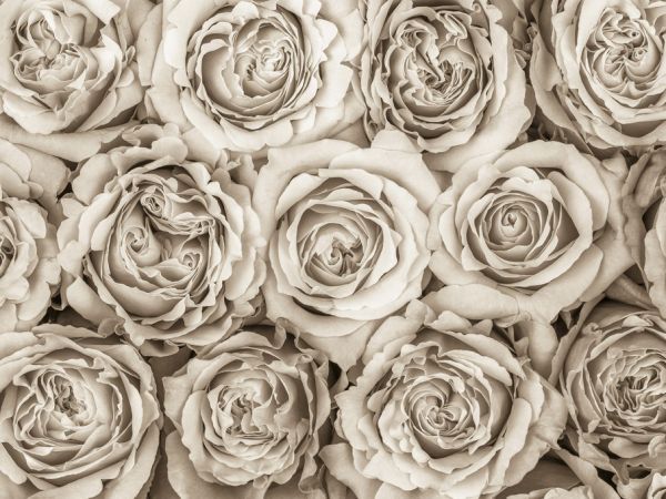 PHOTOWALL / Roses - Sepia (e320979)