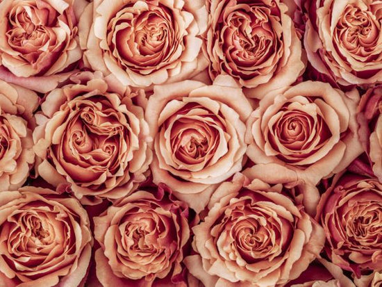 PHOTOWALL / Roses (e320980)