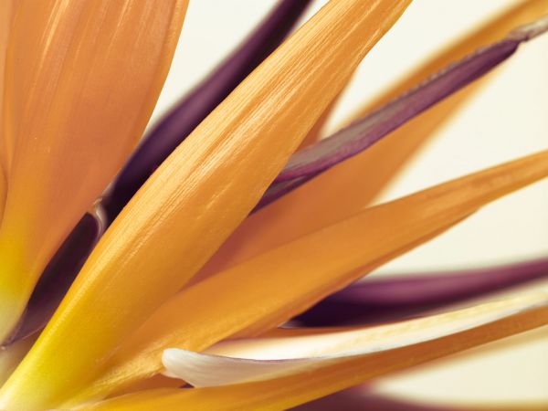 PHOTOWALL / Heliconia (e320981)