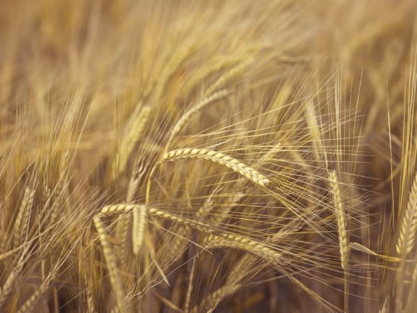 PHOTOWALL / Wheat Field (e320982)