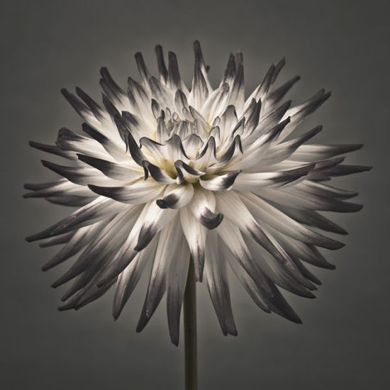 PHOTOWALL / Dahlia Flower (e320984)