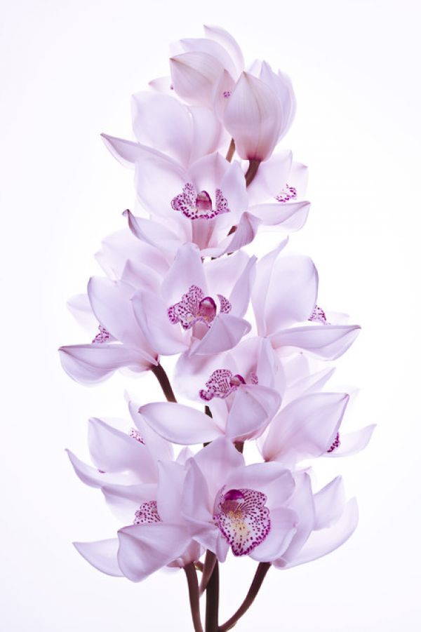 PHOTOWALL / Orchids (e320987)