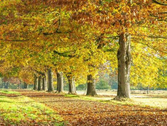 PHOTOWALL / Autumn Pathway - Yelllow (e320989)