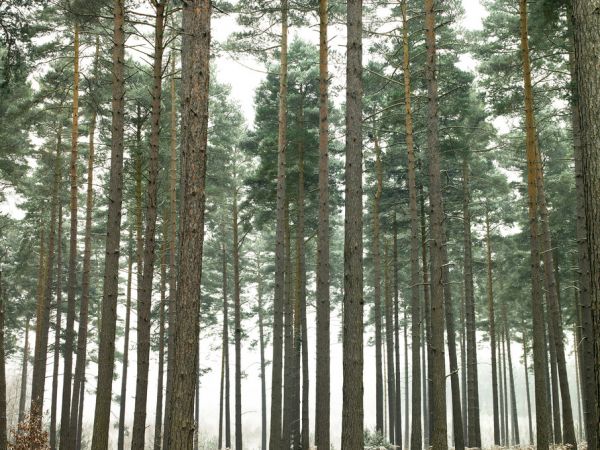 PHOTOWALL / Pine Forest (e320992)