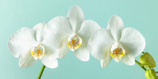 PHOTOWALL / Orchids (e320993)