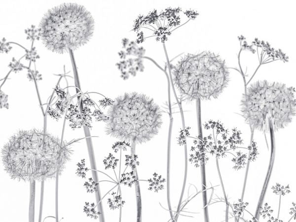 PHOTOWALL / Meadow Flowers - Bright (e321000)