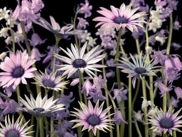 PHOTOWALL / Meadow Flowers - Dark (e321001)