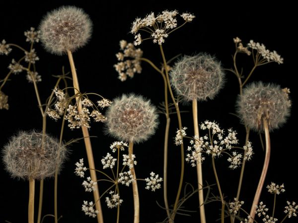 PHOTOWALL / Meadow Flowers - Dark-Brown (e321003)