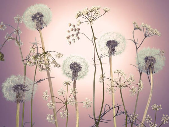 PHOTOWALL / Meadow Flowers - Pink (e321005)