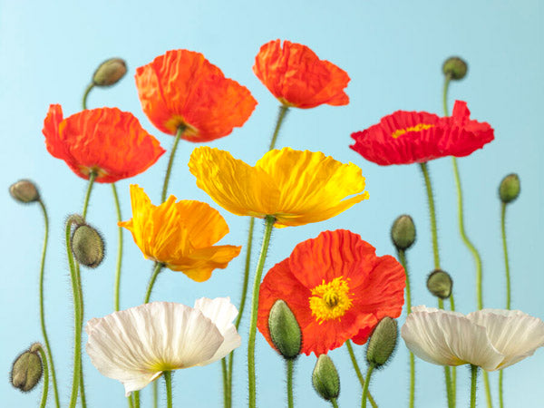 PHOTOWALL / Poppies - Colorful (e321009)