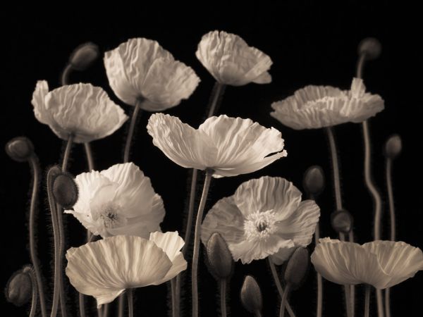PHOTOWALL / Poppies - Sepia (e321011)