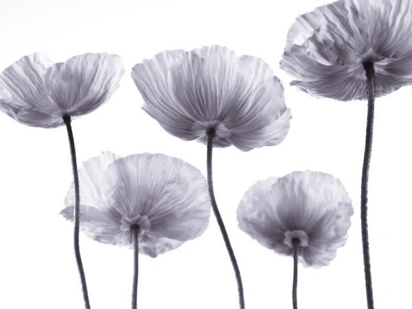 PHOTOWALL / Poppies - Bright (e321012)