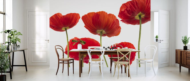 PHOTOWALL / Poppies - Red (e321013)